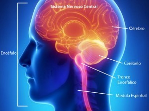 Como a Esclerose Múltipla atinge o cérebro